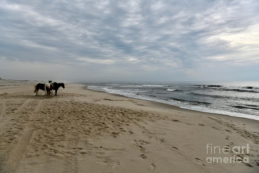 Horses On The Beach Photograph