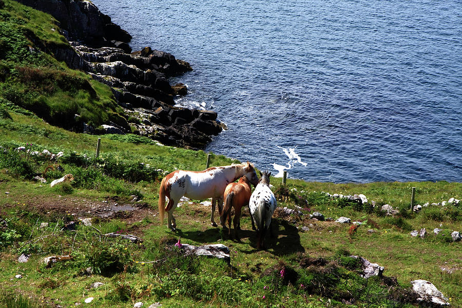 Horses On The Coast Photograph by Aidan Moran