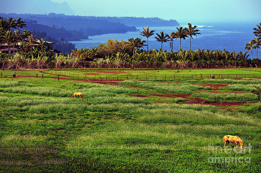 Horses on the garden island of Kauai, Hawaii, USA Photograph by Sam Antonio