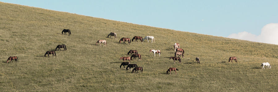 Horses On The Hill Photograph by D K Wall