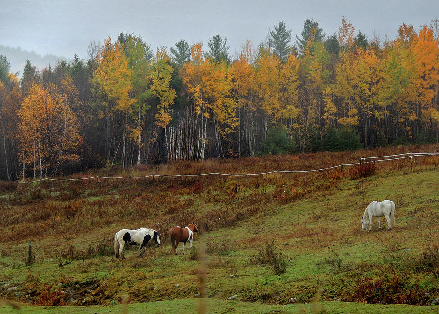 Horses on the Hill in Autumn Photograph by Nancy Griswold