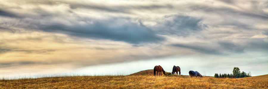 Horses On The Palouse Photograph