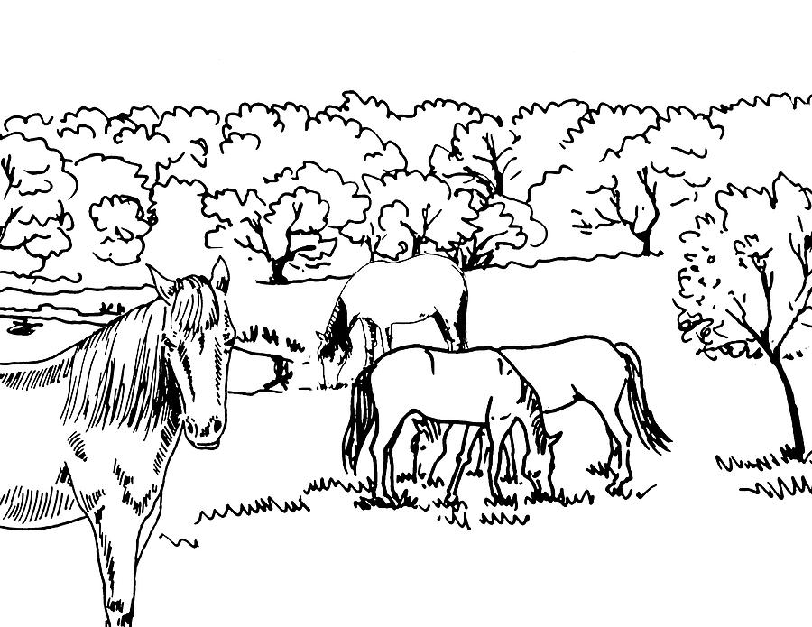 Horses On The Ranch Ink Drawing IX Drawing by Irina Sztukowski