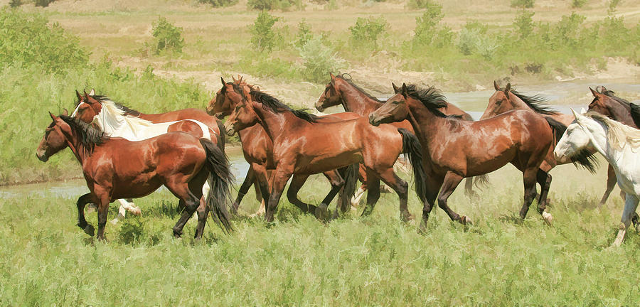 Horses on the Run Photograph by Steve McKinzie