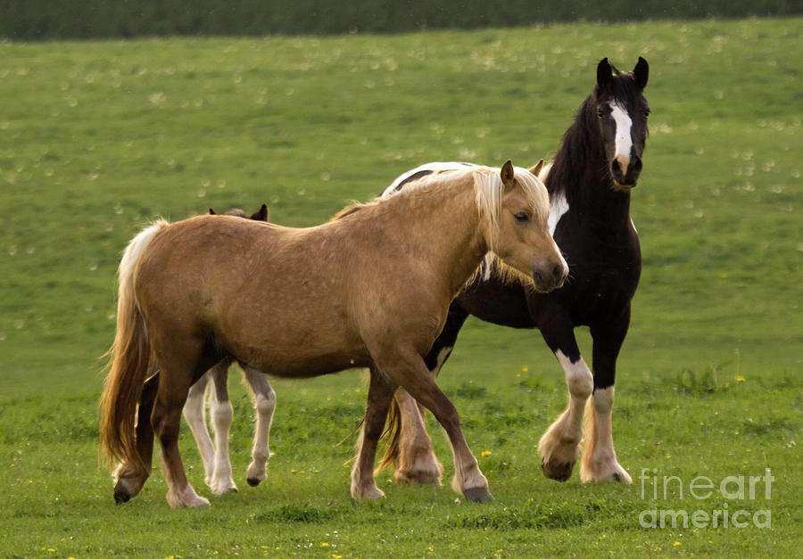 Horses Photography Photograph by Ang El