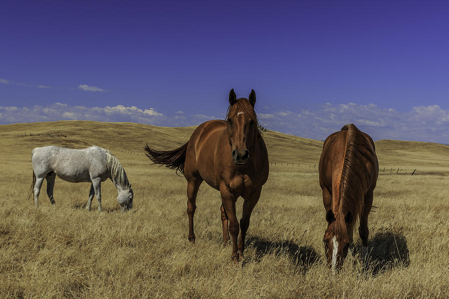 Horses Photograph by Don Hoekwater Photography