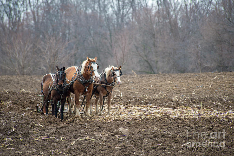 Horses Plowing Photograph by David Arment