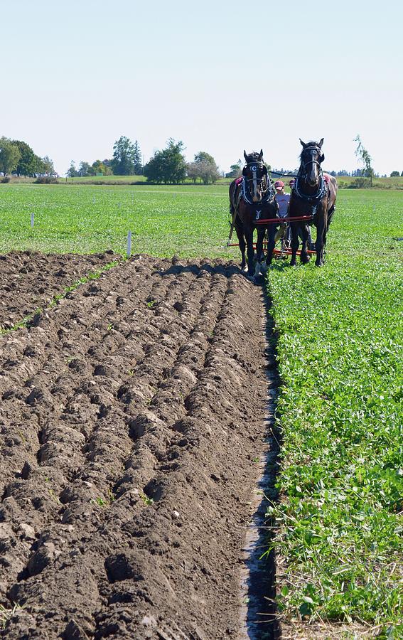 Horse Photograph - Horses Plowing Rows  by Lyle Crump