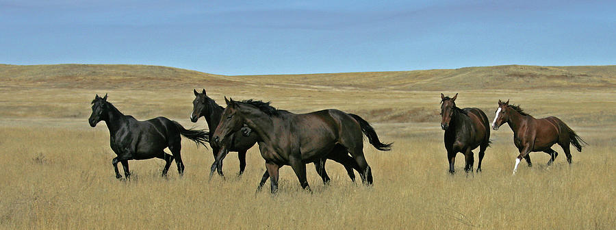 Horses by Ralph Fahringer Horses by Ralph Fahringer