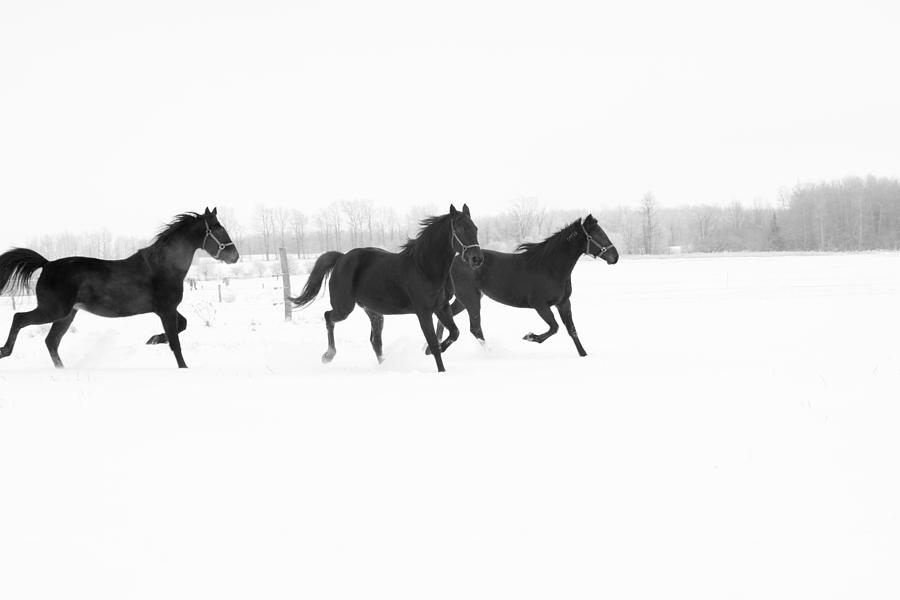 Horses running in the snow Photograph by Nick Mares