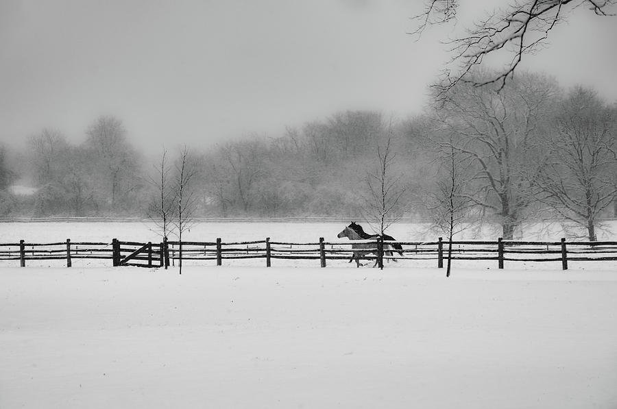 Horses Running in the Snow - Whitemarsh Pa Photograph by Bill Cannon