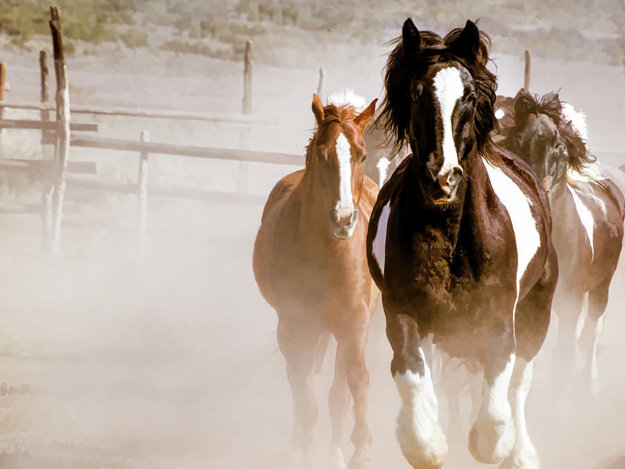 Horses Running into a dusty ranch corral by Nadja Rider Horses Running into a dusty ranch corral by Nadja Rider