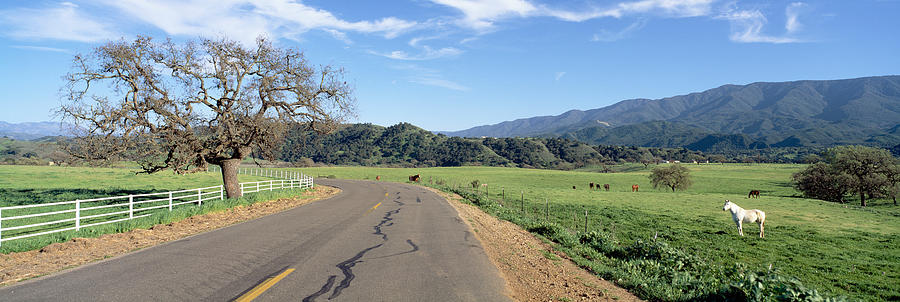 Horses Santa Ynez Mountains In Spring Panoramic Images 