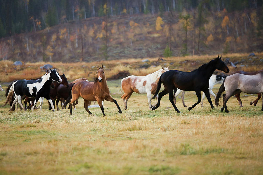 Horses Photograph by Sharon Jones