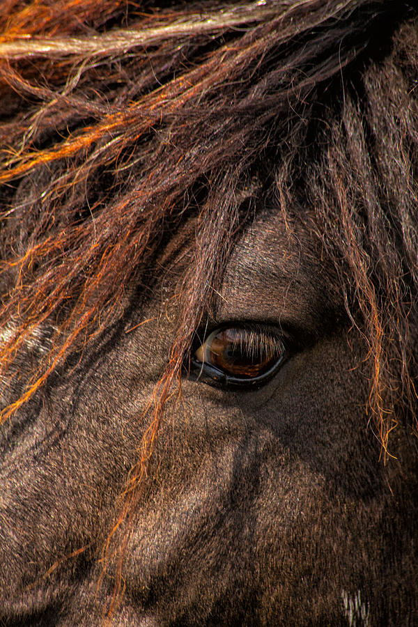 Horses Soul Is Thru The Eye Photograph by Karol Livote