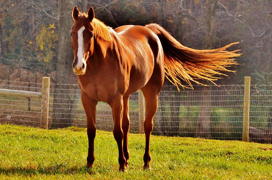 Horses Tail Photograph by Eileen Brymer