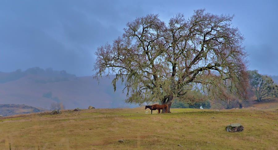 Horses under a Tree Photograph by Josephine Buschman