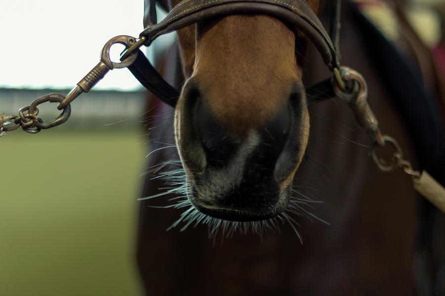 Horse Whiskers Photograph