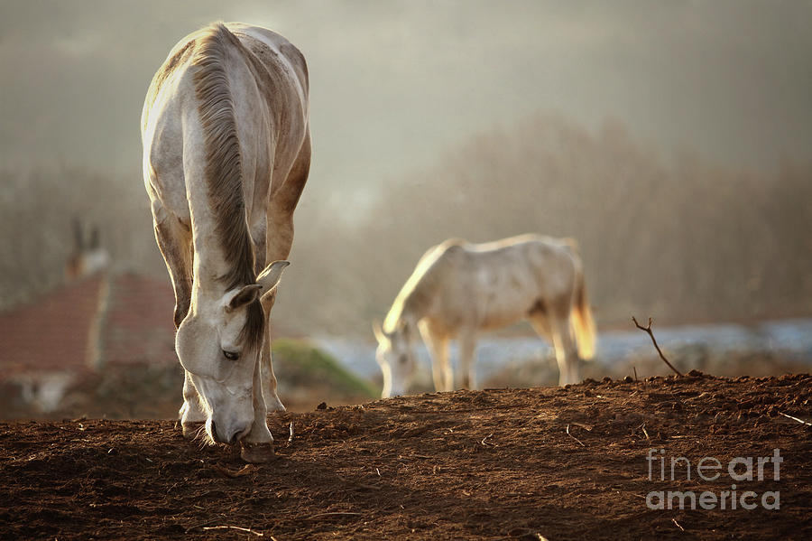 Horses Winter Grazing Photograph by Dimitar Hristov