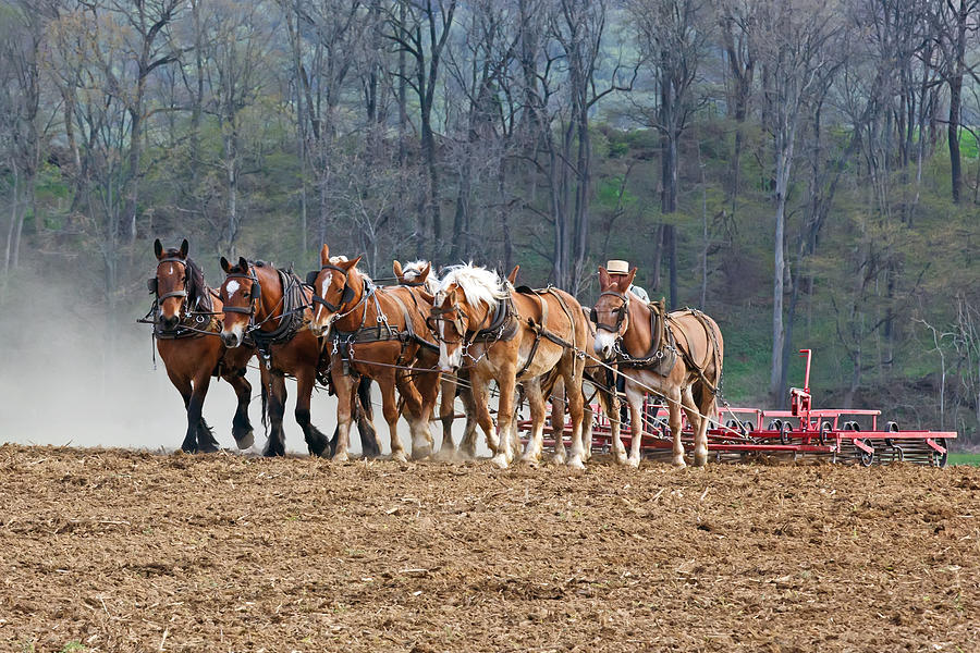 Working Farm Horses