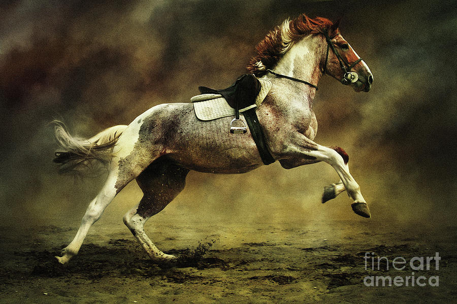Horses XI Photograph by Dimitar Hristov