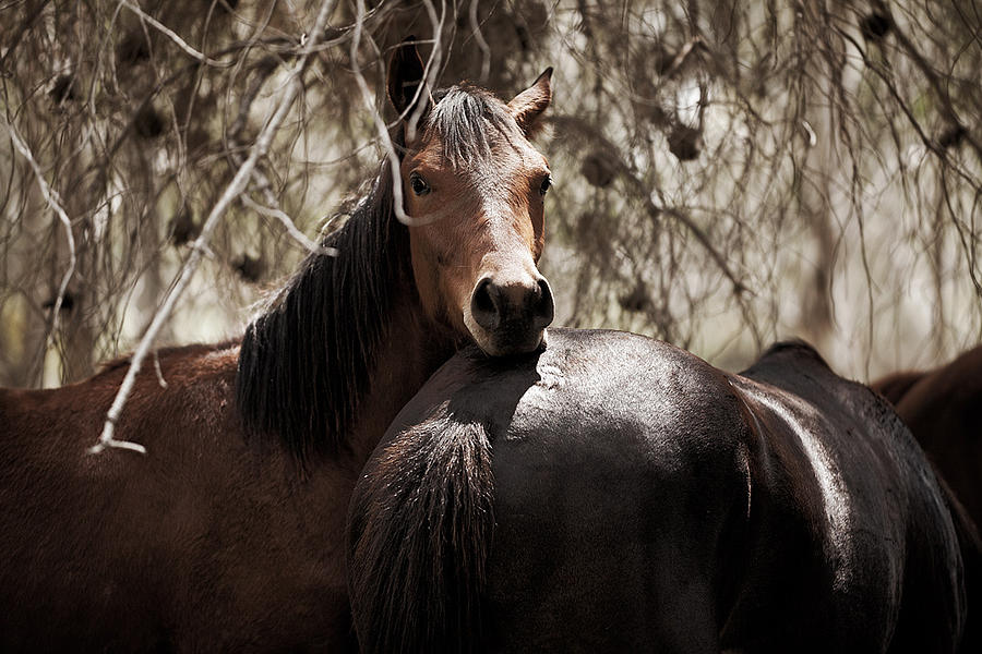 Horse Photograph - Horses by Yuri Peress