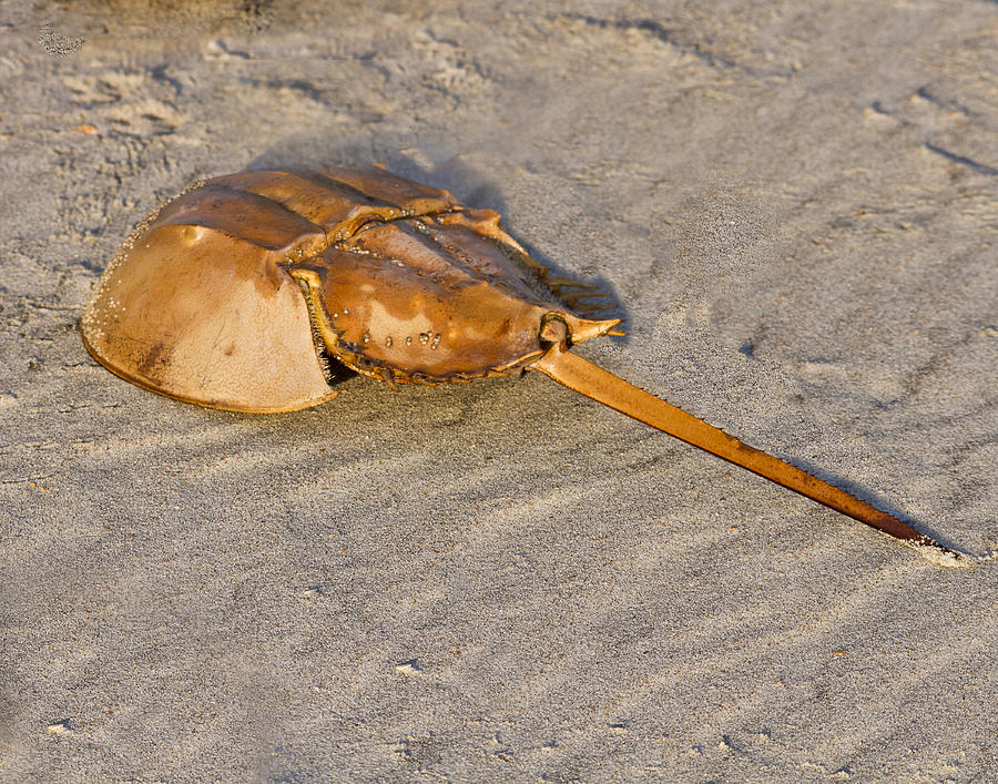 Horseshoe Crab Photograph by Bill Barber