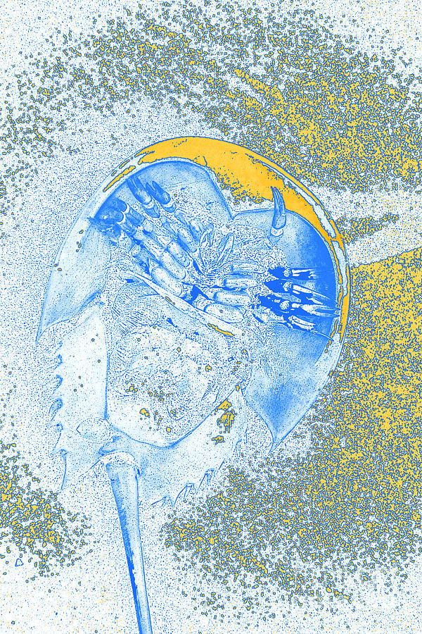 Horseshoe crab blue Digital Art by Chris  Taggart