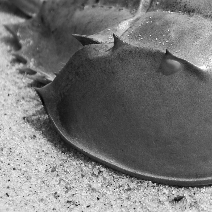 Horseshoe Crab Photograph by Charles Harden