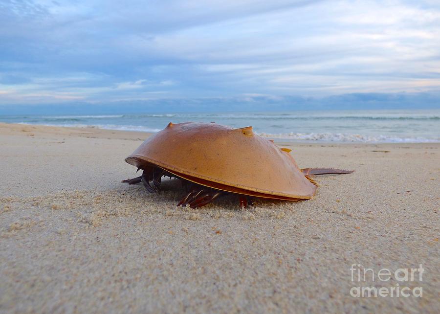 Horseshoe Crab Photograph by Jean Wright