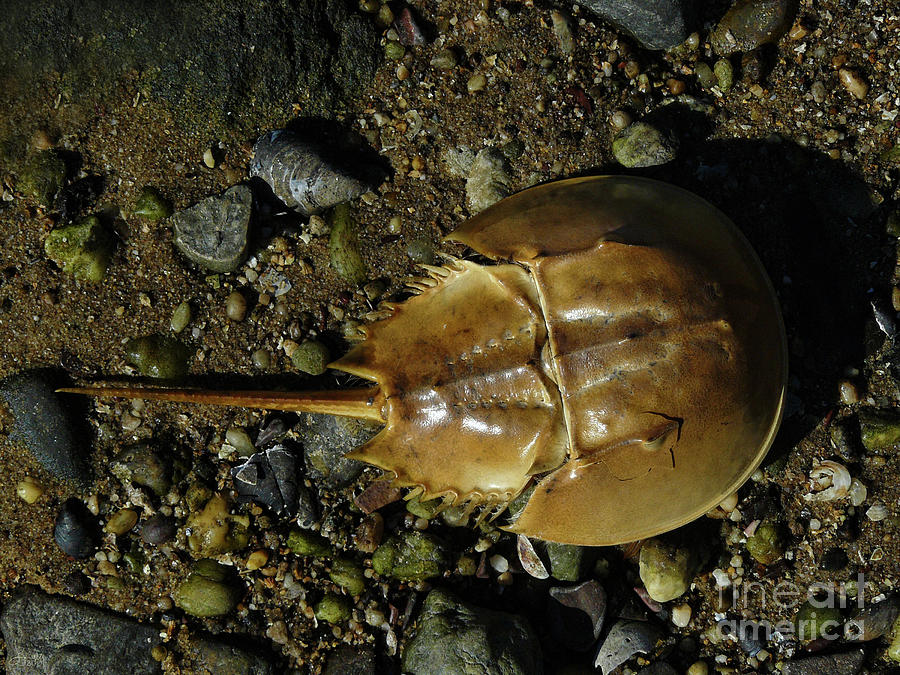 Horseshoe Crab Photograph by Jeff Breiman