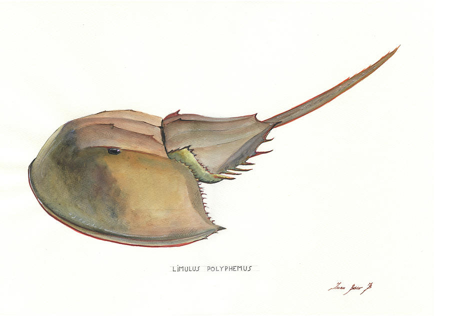 Horseshoe Crab Painting - Horseshoe crab by Juan Bosco