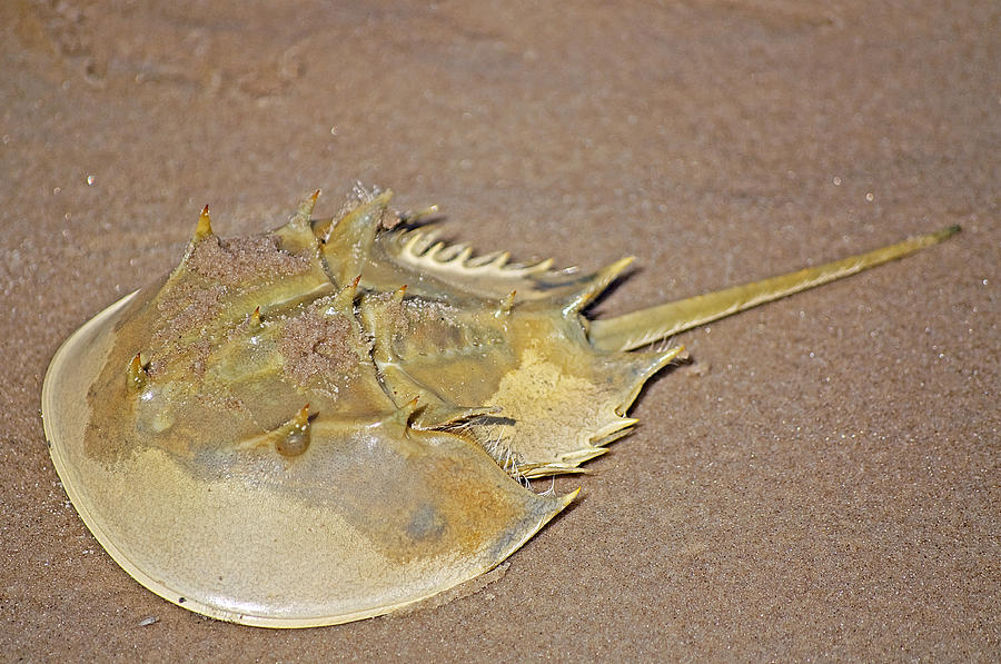 Horseshoe Crab Photograph by Kenneth Albin