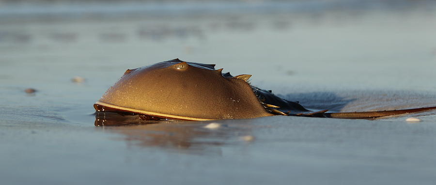 Horseshoe Crab Photograph by Sean Allen
