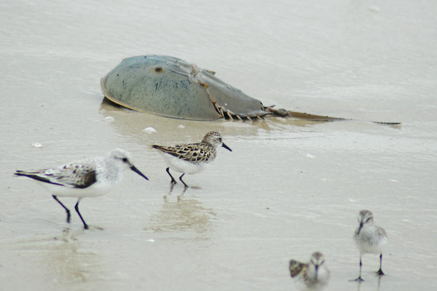 Horseshoe Crab with Migrating Shorebirds Photograph by Richard Bryce and Family