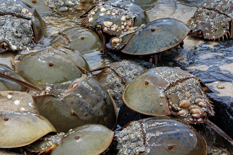 Horseshoe Crabs Together Photograph by Robert Pilkington