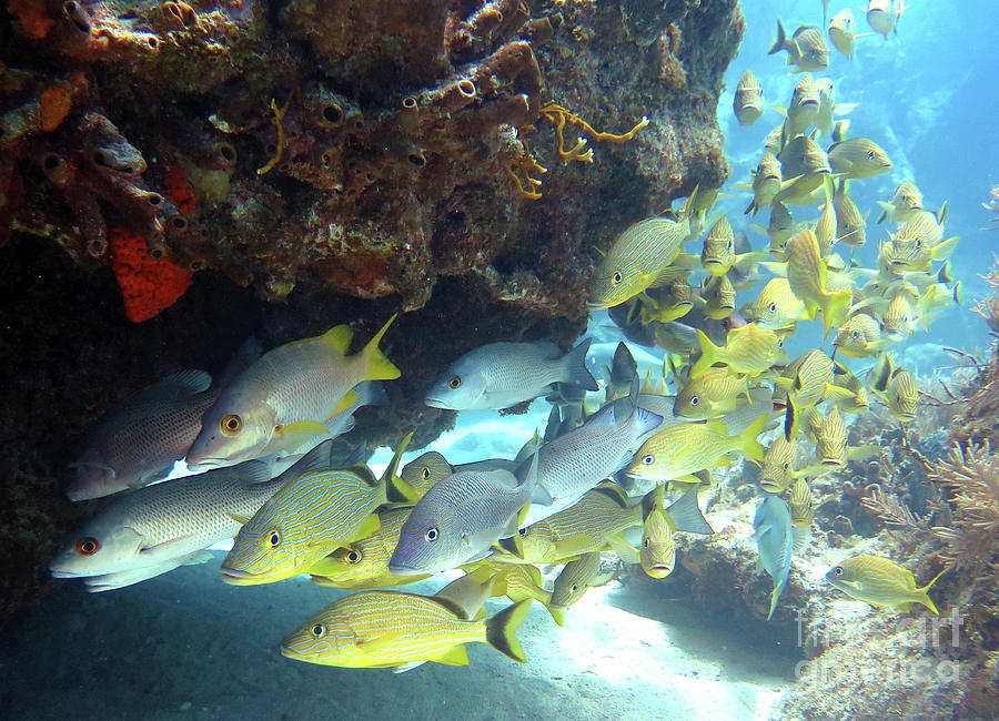 Horseshoe Reef 2 Photograph by Daryl Duda