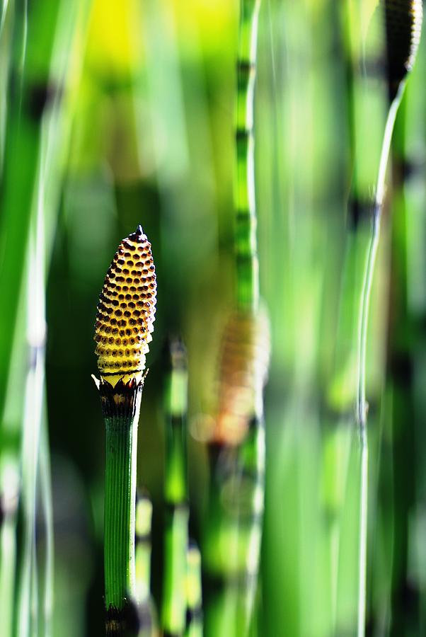 Nature Photograph - Horsetail by Catherine Lau