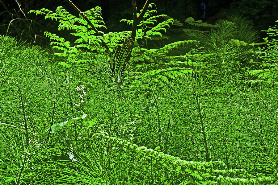 Horsetail Grass and Ferns in Muir Woods National Monument, California Photograph by Ruth Hager