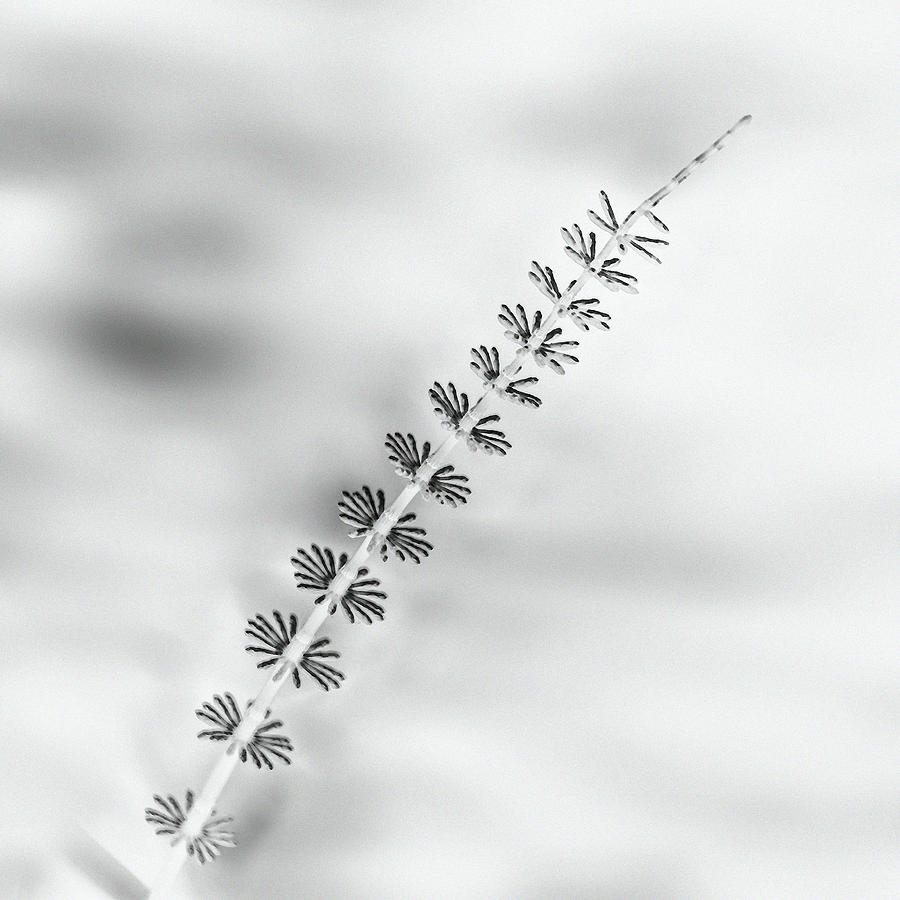 Horsetail Sprig, BW Photograph by Tim Beebe