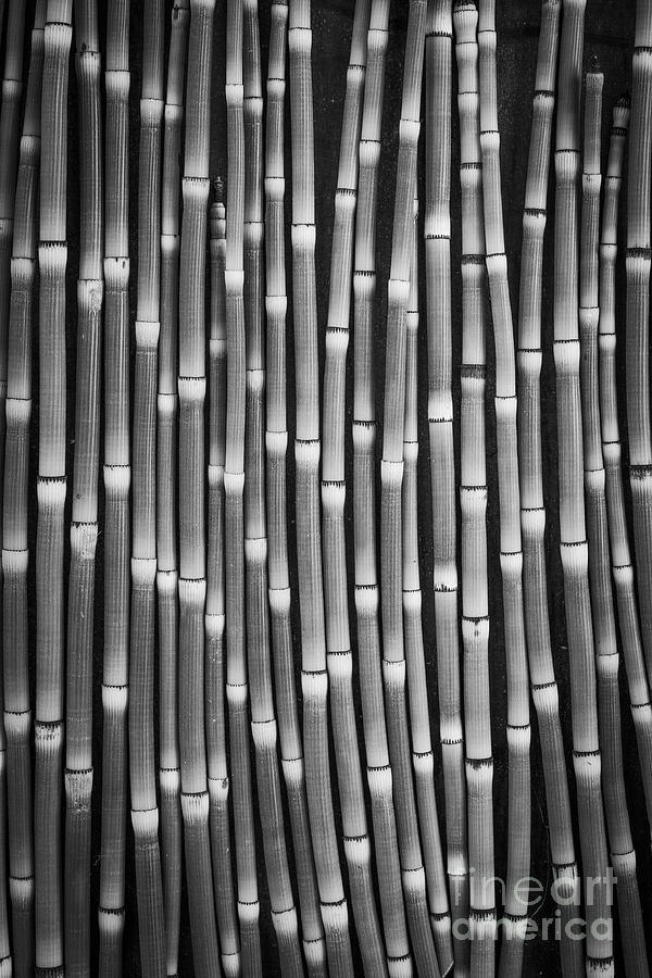 Horsetails Black and White Photograph by Edward Fielding