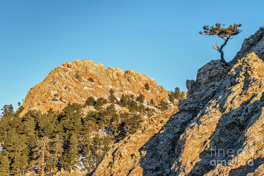 Horsetooth Rock and pine tree Photograph by Marek Uliasz