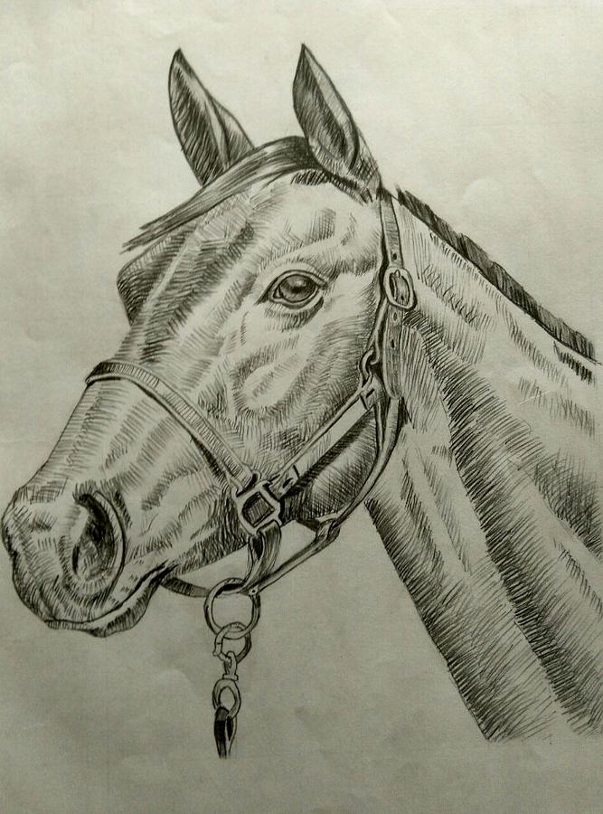 Horsie Drawing by Rinku Jhala | Fine Art America