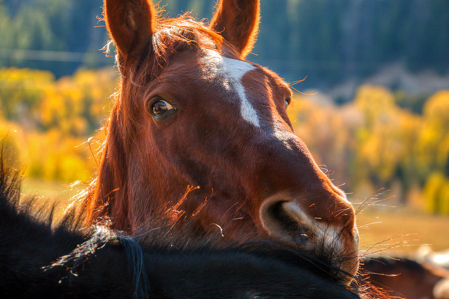 Horse Photograph - Horsin Around by Kristina Rinell