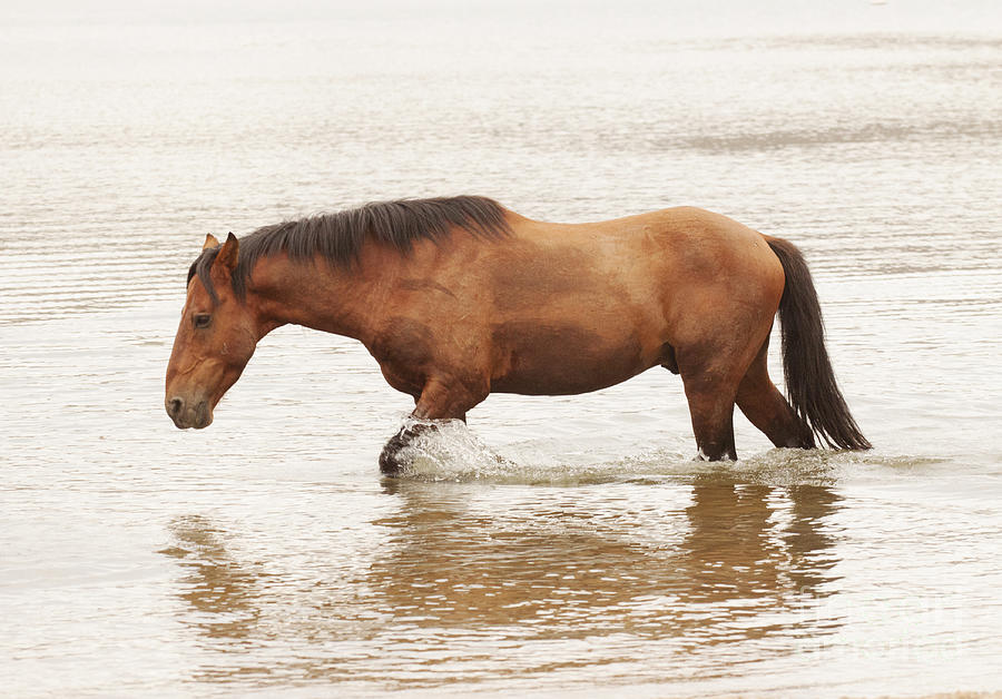 Nature Photograph - Horsing around at the river by Ruth Jolly