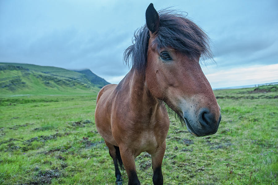 Horsing Around Iceland Photograph