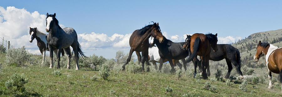 Horse Photograph - Horsing Around by Peter Olsen
