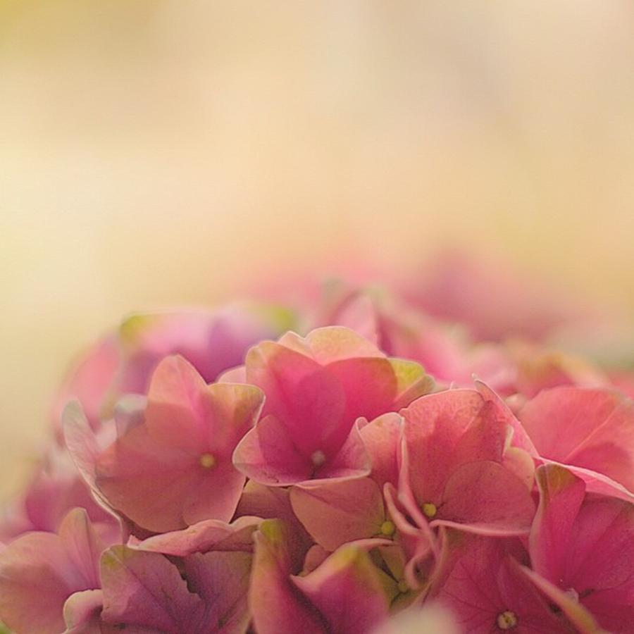 Hortensia. Close Up Of A Hydrangea Photograph by Sungi Verhaar