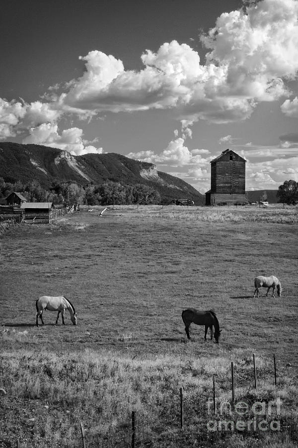 Horses Grazing at Mancos Grain Elevator Photograph by Priscilla Burgers