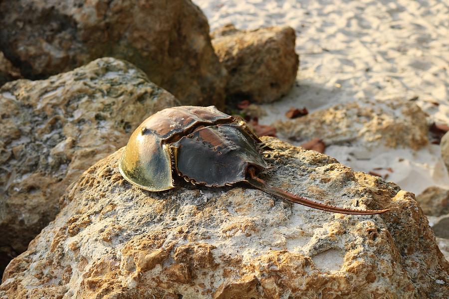 Horseshoe Crab Photograph by Michiale Schneider